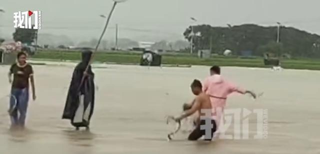 广西捕蛇者出动：两天抓了两三千条洪水后救援行动