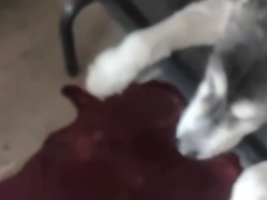 总算明白:犬主称狗狗吃了狗粮后吐血身亡 商家否认狗粮存在质量问题