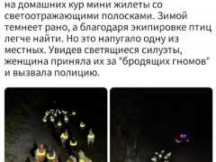 【快讯】西班牙农民给鸡穿上带有反光条纹的迷你马甲