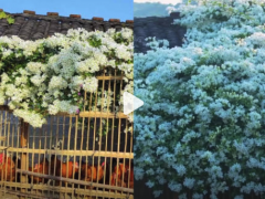 【快讯】女子鸡窝种三角梅3年后收获怒放花海 见花不见叶的三角梅太壮观了